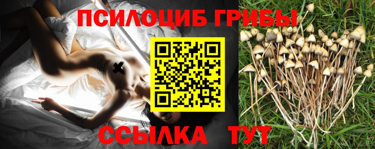Псилоцибиновые грибы прущие грибы  закладка  Черкесск  Вход с VPN 